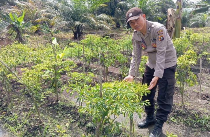Ketahanan Pangan, Bhabinkamtibmas Tinjau Lahan Pertanian di Wilayah Binaan Polsek Teluk Meranti