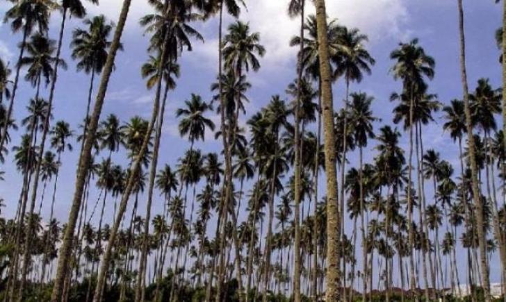 Lebih 100 Ribu Kebun Kelapa Inhil Rusak Parah