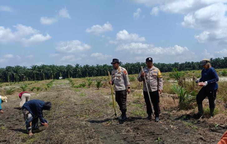 Polsek Kandis Optimalkan Pengelolaan Budidaya Jagung Bersama Kelompok Tani Jambai Makmur