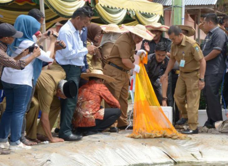Panen Udang Vanname, Bupati Amril Menebar Jala di Penebal