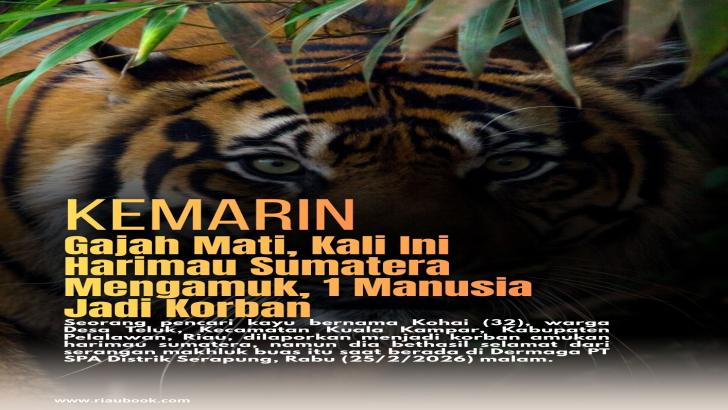 Kemarin Gajah Mati, Kali Ini Harimau Sumatera Mengamuk, 1 Manusia Jadi Korban