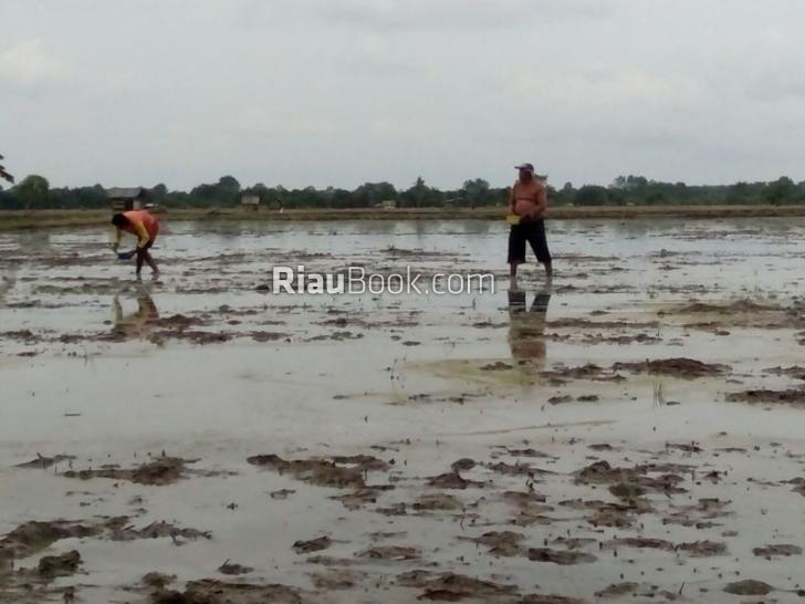 Petani Sabak Auh Mulai Menabur Benih Padi di Sawah