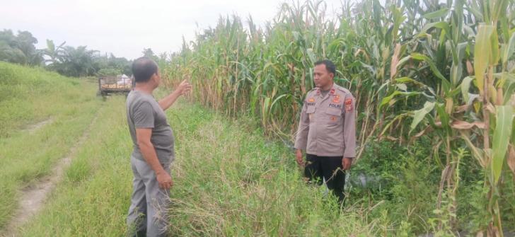 Kapolsek Teluk Meranti Cek Lahan Jagung Warga, Dukung Swasembada dan Ketahanan Pangan Nasional