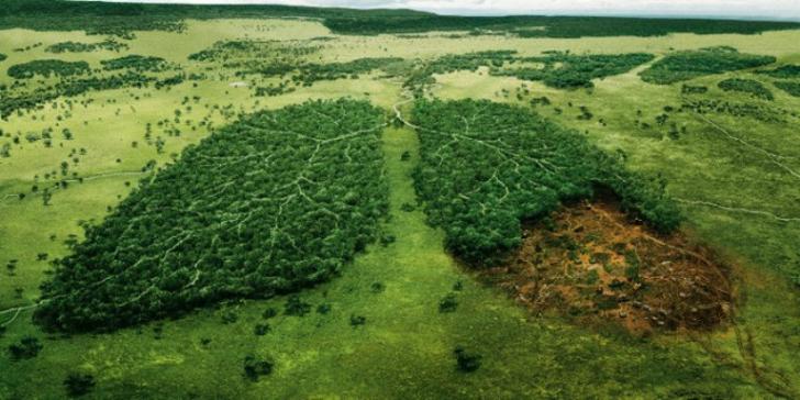 Legislator Inhil Dukung Hutan Lindung Danau Mablu, Awas Perambahan!