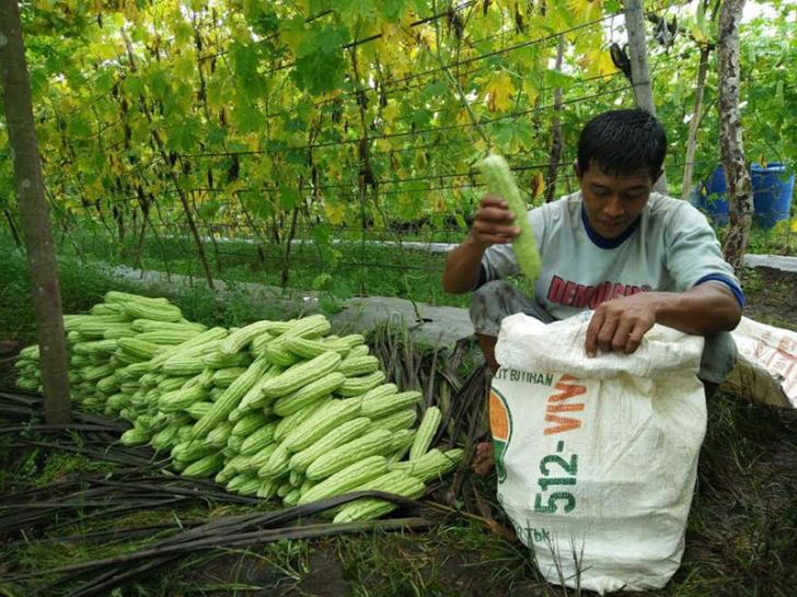Petani Kampar : 