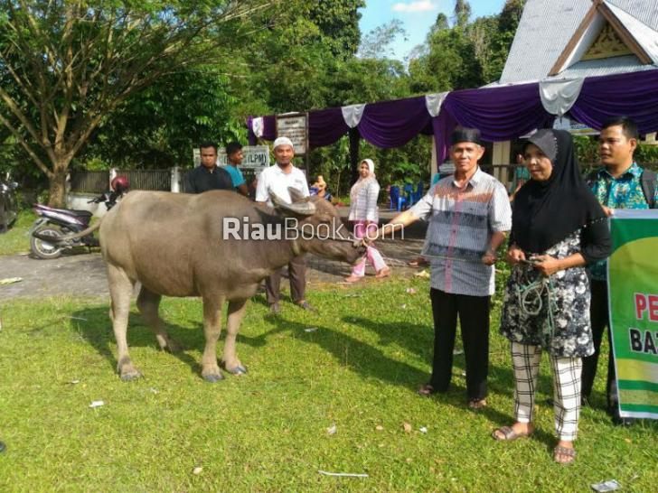 BAZNAS Kampar Serahkan 6 Kerbau kepada Mustahiq
