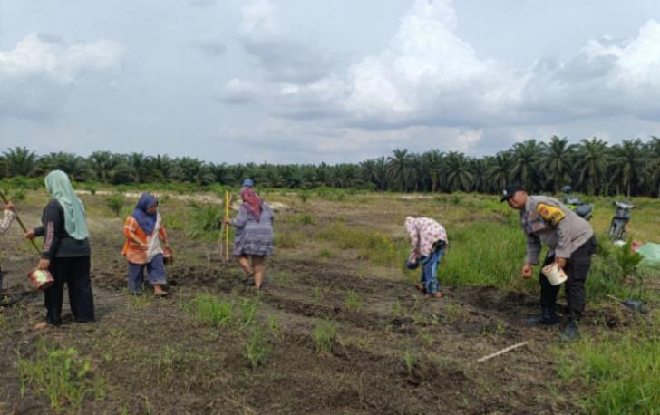 Bhabinkamtibmas Polsek Kandis Lakukan Pendampingan Berkelanjutan, 10 Hektare Lahan Jagung Telah Tertanam Bersama Kelompok Tani