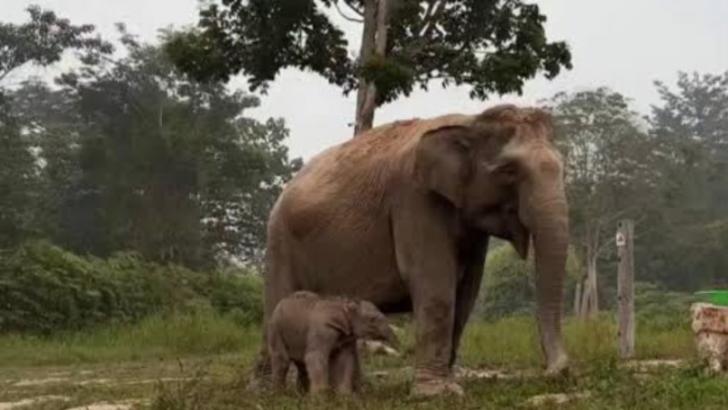Anak Gajah Sumatera Lahir di Taman Nasional Teso Nilo, Titiek Soeharto Berinama Ganesha