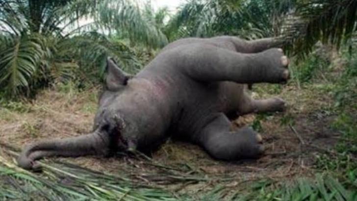 Gajah Patroli Mati Dibunuh, Gadingnya Hilang