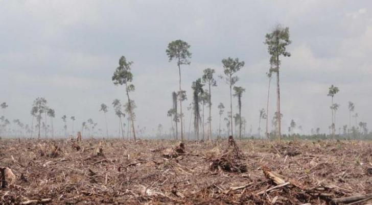 Restorasi Gambut Mampukah Sejahterakan Masyarakat Meranti?