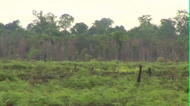80 Ribu Hektar Lahan Gambut Meranti Akan Diperbaiki Tata Airnya