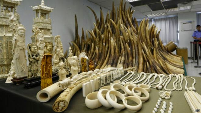 Alamak, Wanita China Ini Dijuluki Ratu Gading, Selundupkan 700 Gading Gajah dari Tanzania