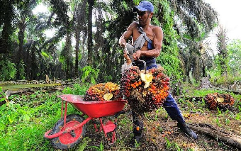 Apkasindo: Petani Sawit Sedang Pusing Karena Pupuk Mahal