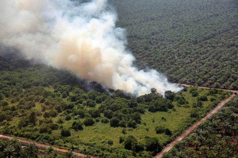 Awas Kebakaran Lahan! Ratusan Desa di Riau Terancam