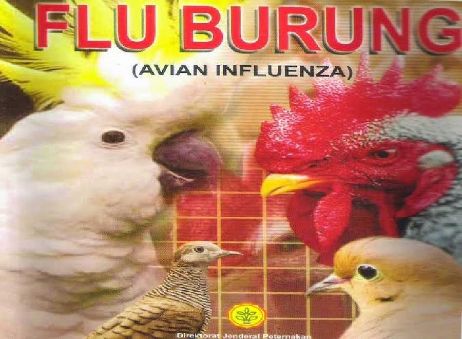 Awas Penyakit Akibat Lingkungan Tak Sehat, Pekanbaru Tingkatkan Kewaspadaan Flu Burung