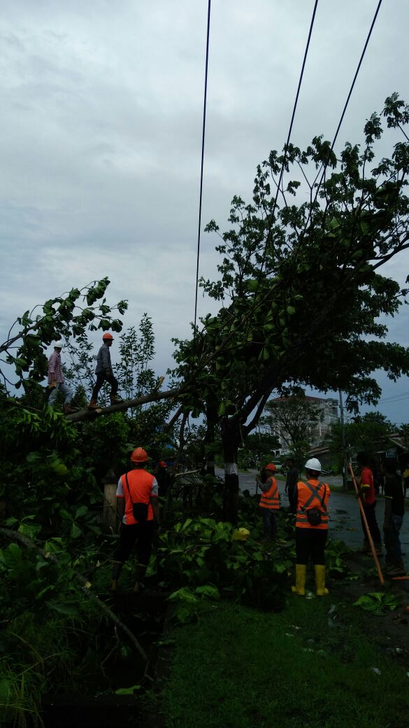 Banyak Pohon Tumbang Saat Terjadi Angin Ribut, PLN Tembilahan Lakukan Pemadaman Untuk Perbaikan
