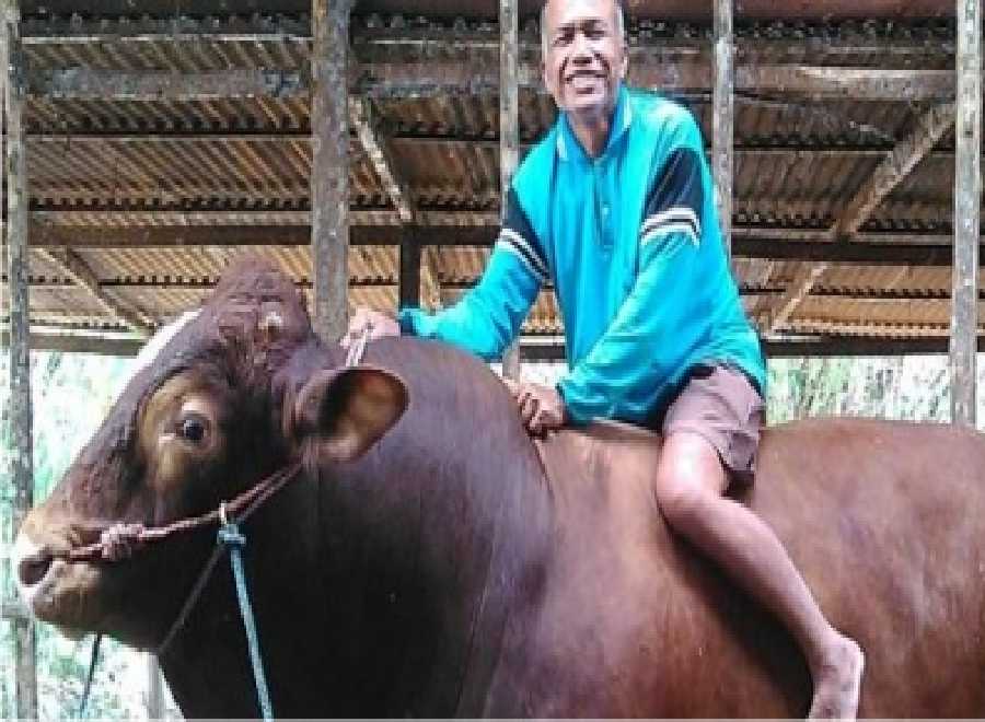 Besarnya Sapi Presiden Jokowi Capai 1 Ton untuk Disembelih Saat Hari Raya Kurban