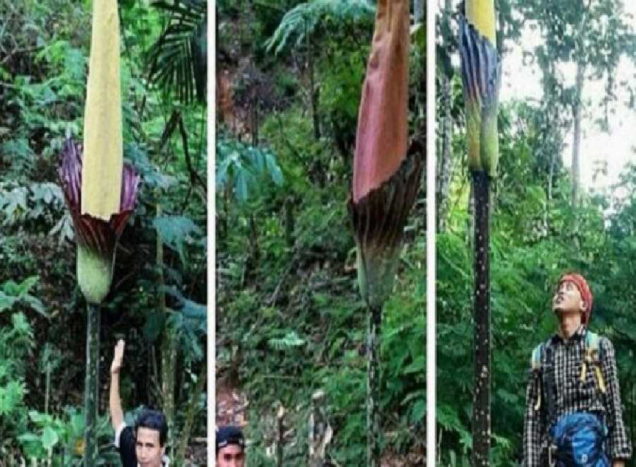 Bunga Bangkai Setinggi 3,6 Meter Mekar di Sumatera