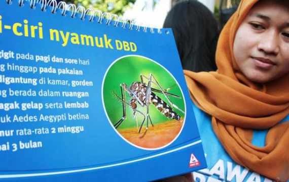 Awal 2015, Kasus DBD di Inhu Capai 310 Kasus