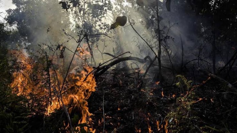 Duh Mulai Lagi, Kebakaran Lahan di Riau Terjadi di 52 Titik