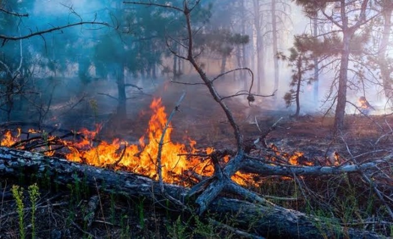 Duh, Musim Hujan Kebakaran Lahan Tetap Landa Riau