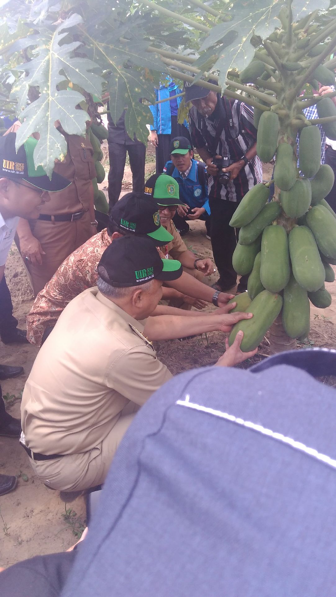 Gubri Ikut Panen Pepaya di Lahan UIR