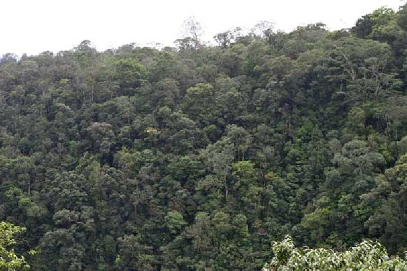 Hampir Setahun, Kebun Warga Sungai Bela Inhil yang Dirusak PT IJA Tak Kunjung Ada Kejelasan
