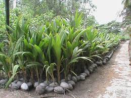 Hanya Ada di Inhil, Bibit Kelapa Unggul Sri Gemilang Banjir Pesanan