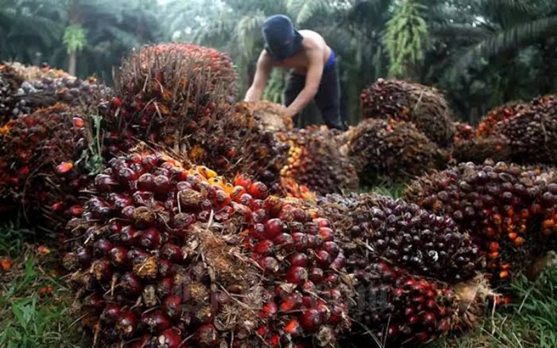 Harga Sawit Hanya Rp300, Petani Riau Murka Bakar Kebun