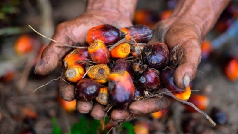 Harga Sawit Riau Naik, Ini Rinciannya