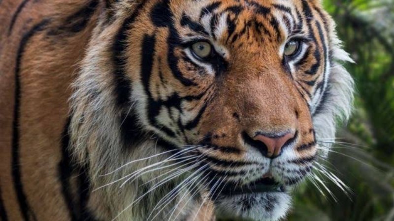 Harimau Berkeliaran di Hutan Akasia, Arif Nyaris Tewas Diterkam