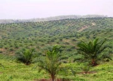 Jikalahari Ingatkan Agar Jarak Tanam Sawit dari Tepi Sungai Sesuai Aturan