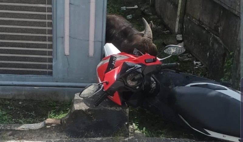Kerbau Ngamuk Saat Mau Disembelih, Satu Mobil & 2 Motor Rusak serta 4 Warga Jadi Korban