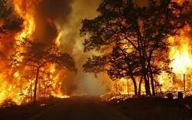 Kerugian Kebakaran Hutan Capai Rp221 Triliun