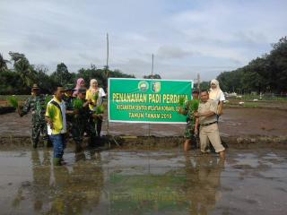 Koramil 02/Kuantan Tengah Tanam Padi Perdana Di Desa Kampung Baru Sentajo