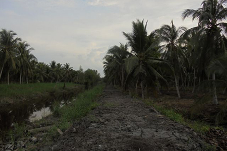Kreatif Membangun, Pemerintah Desa Tekulai Bugis Inhil Buat Tanggul Guna Selamatkan Kebun Masyarakat