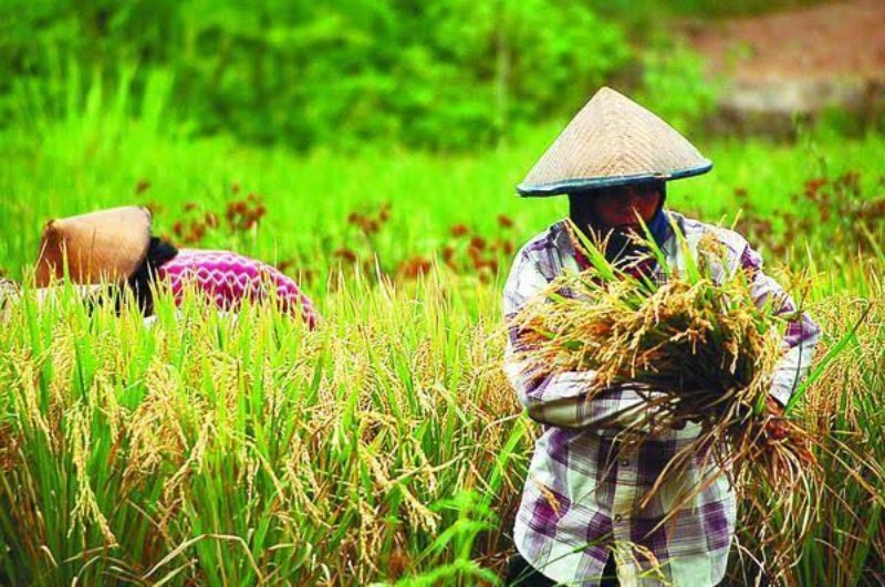 Nilai Tukar Petani Riau Naik, Apa ya Dampaknya?