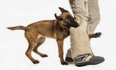 Pak Tua Dimakan Hidup-hidup oleh Empat Ekor Anjing, Kejadiannya di AS