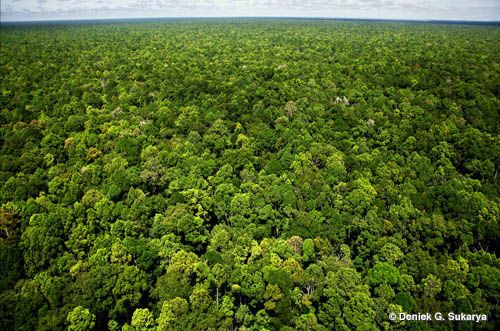 Plt Gubri Bantah Luas Tahura Menyusut