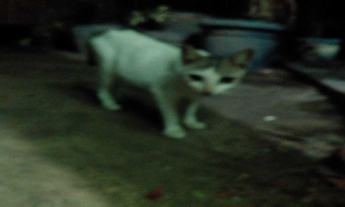 Resah Suara Kucing di Plafon Rumah? Nah Begini Cara Ngusirnya...