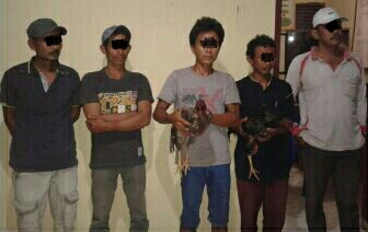 Sabung Ayam, 5 Warga Inhil Diamankan Polisi