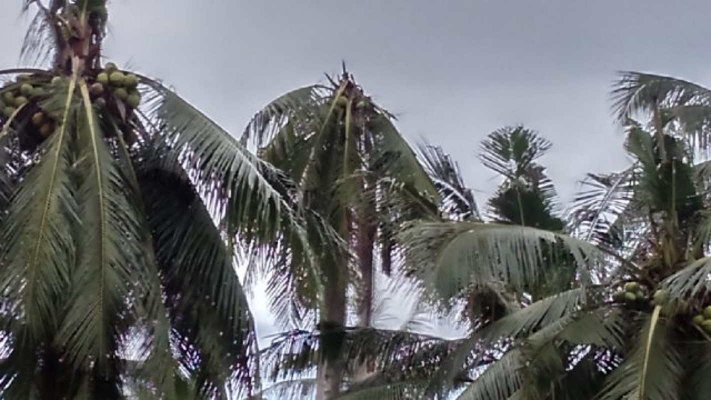 Setujui Rasionalisasi, Dewan Nilai Disbun Kurang Mengindahkan Harapan Bupati