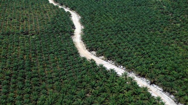 Temuan KPK, 1,4 Juta Hektare Sawit Riau Dikuasai Korporasi