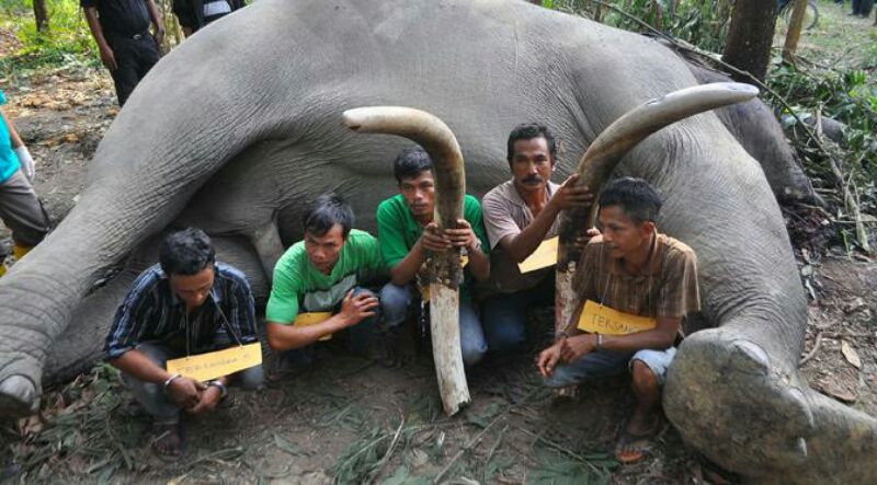Tragis, 10 Kematian Gajah Terjadi di 2015, Parahnya Berlangsung di Konsesi RAPP dan Arara Abadi