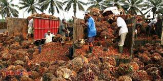 Umur 10 Tahun ke Atas, Harga TBS Sawit Riau Sepekan ke Depan hanya Rp1.946,11 Per Kg