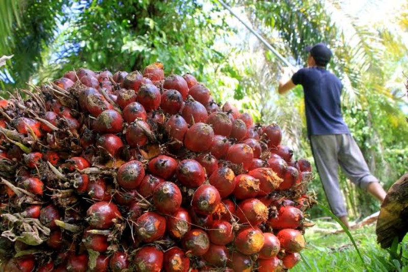Wah, Harga Sawit Riau Naik