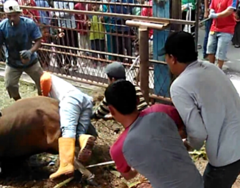 Warga Dibanting Sapi Saat akan Disembelih di Dumai