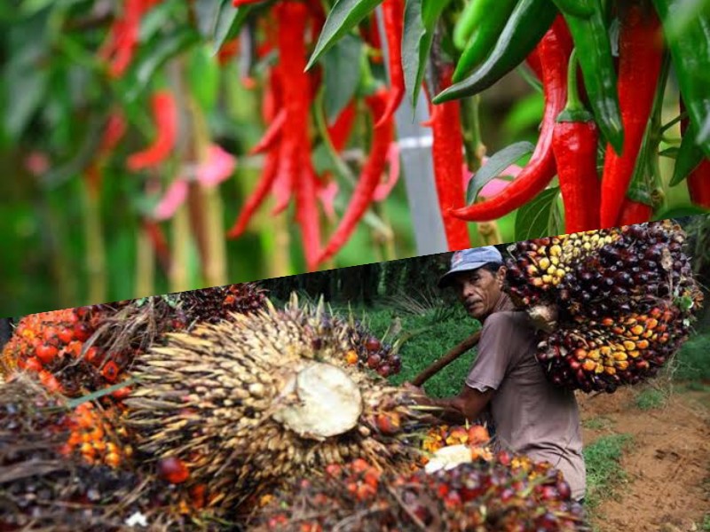 Wow... Sekilo Cabai Sama Dengan 1/4 Ton Sawit, Petani Mati Perlahan
